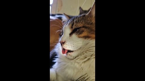 Kitty Can't Control His Licker!