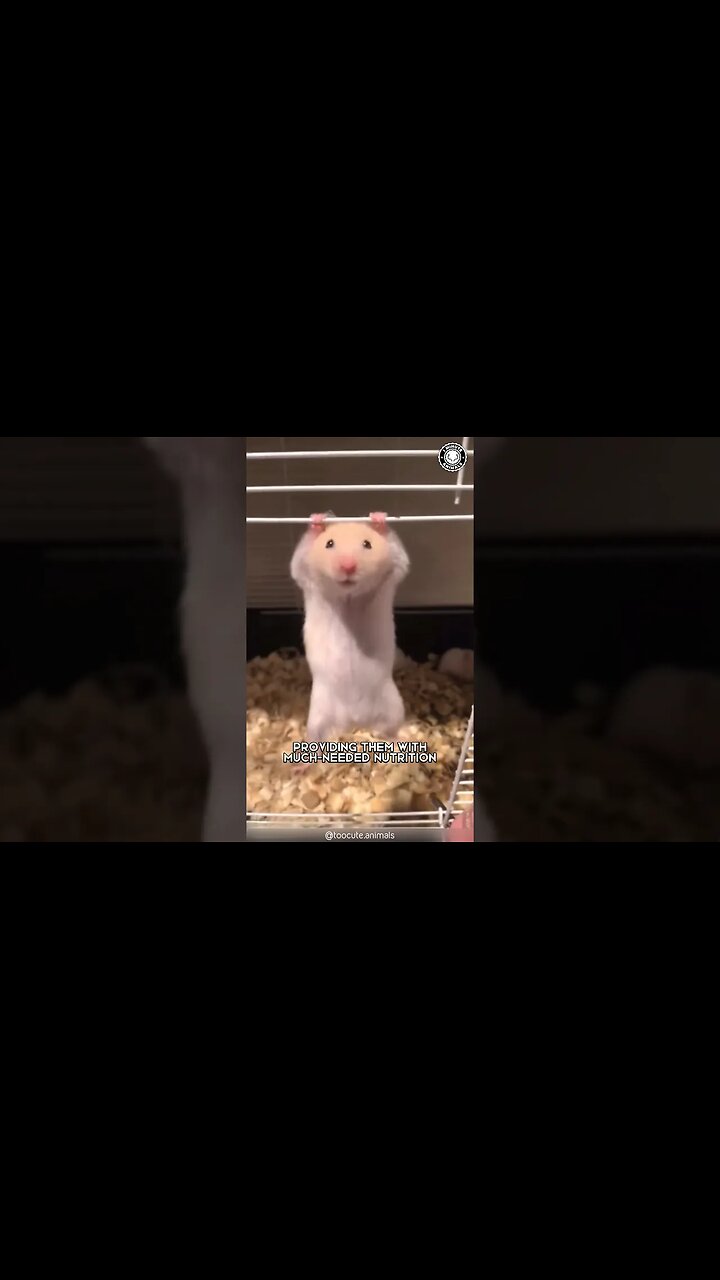 Hamsters 😭 Why They Eat Their Babies?
