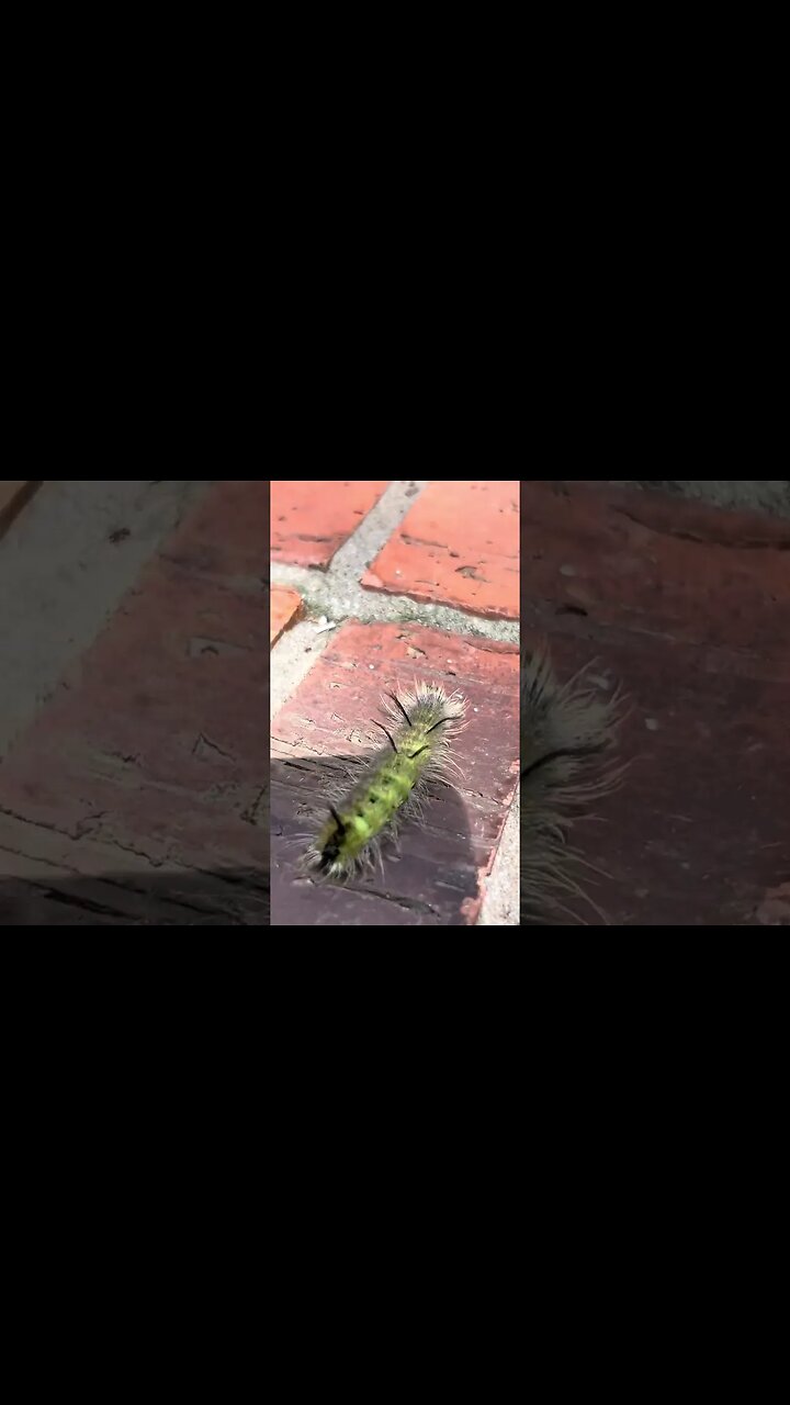 A hairy tufted yellow caterpillar - acronicta americana. A cool caterpillar found on my doorstep. ￼