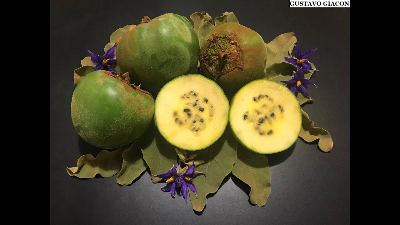 Fruto da Lobeira é comestível? Tem Gosto de Quê? Qual o gosto da Fruta Lobeira. O Kiwi do cerrado.