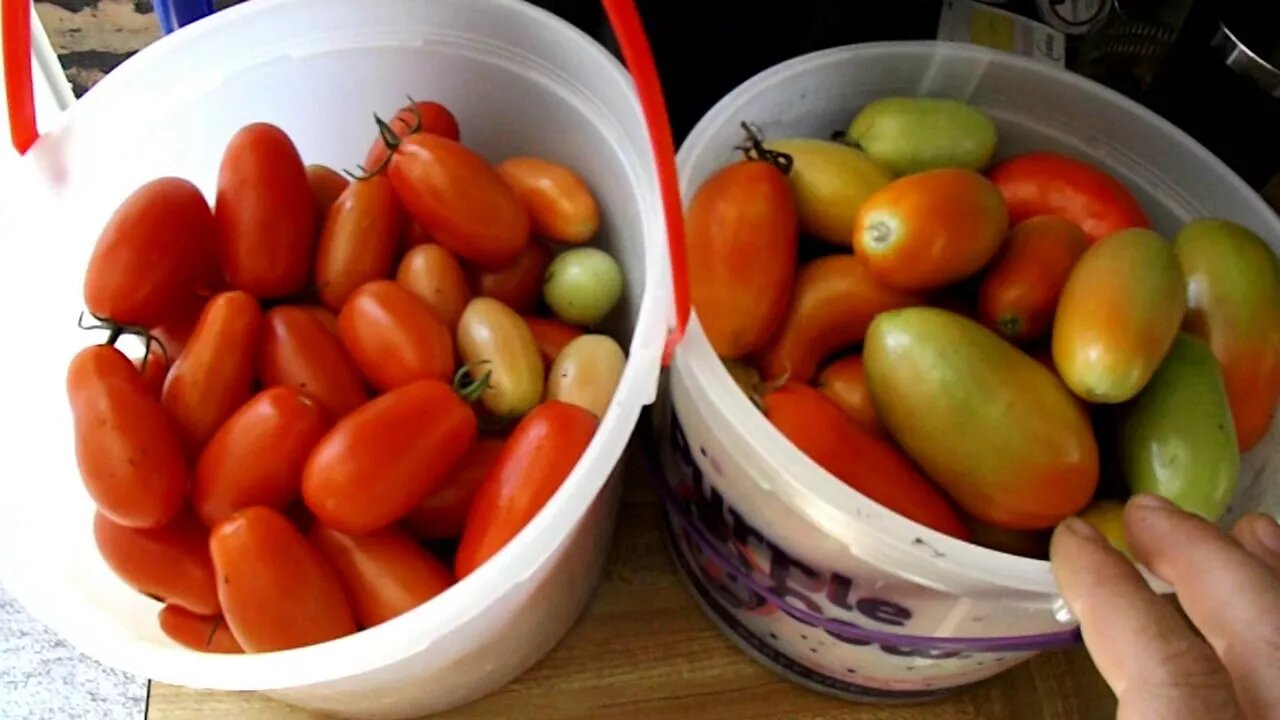 Homestead Garden Harvest ~ Scorching HOT ~ TShirt Sales Are Back