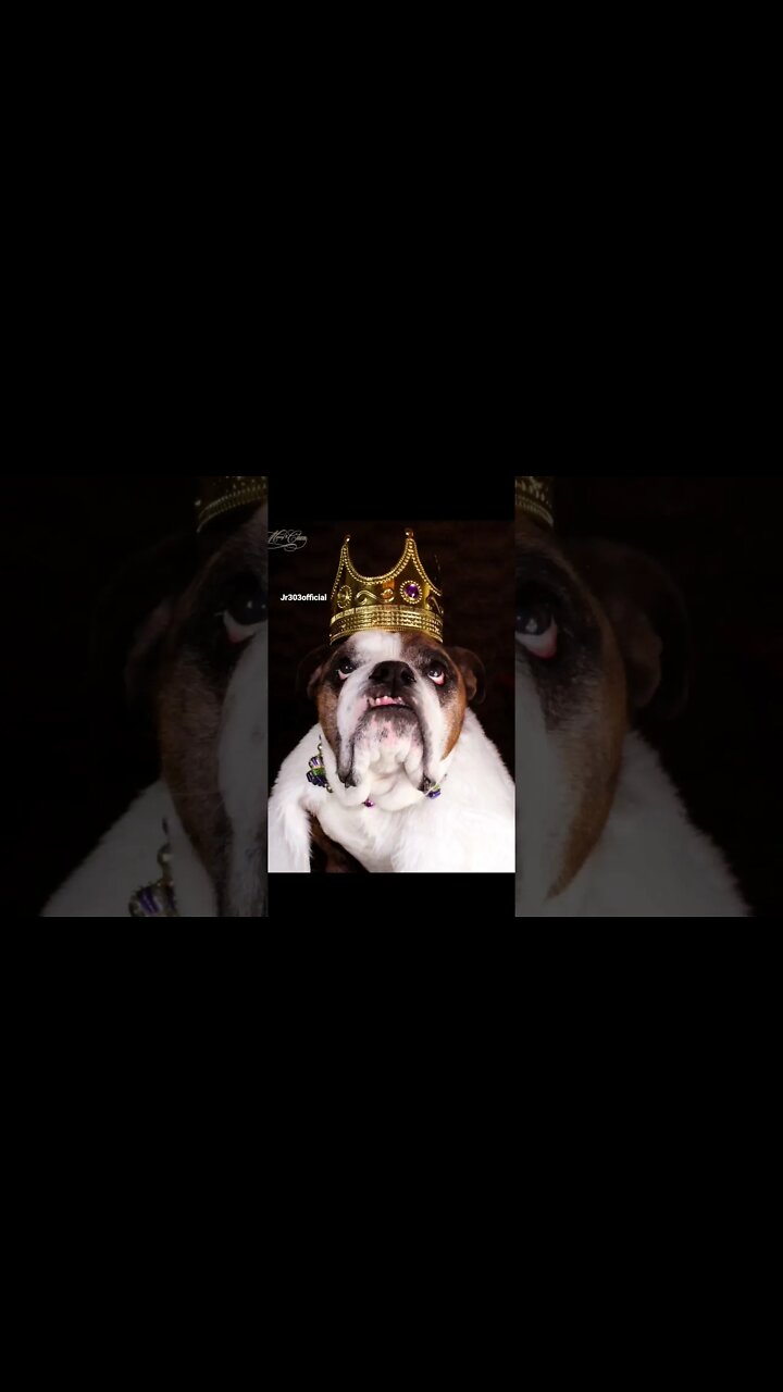 Look at this distinguished gentleman #englishbulldog #distinguishedgentleman #jr303