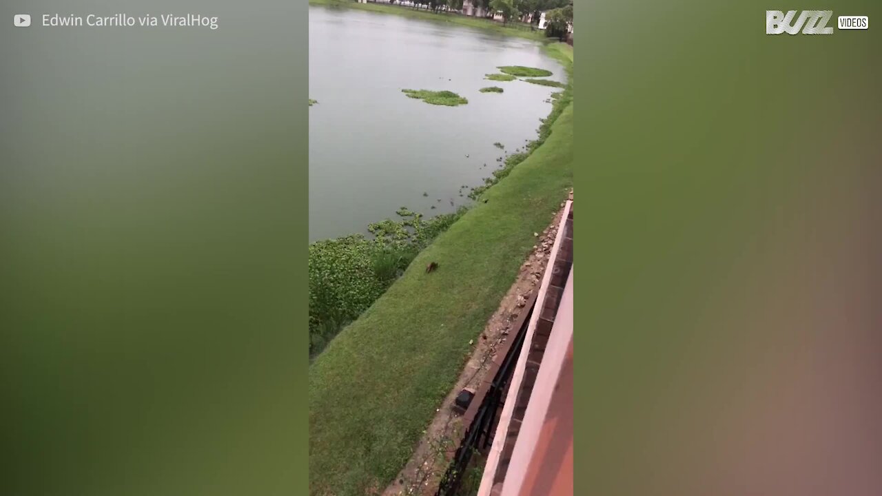 Raccoon only just escapes crocodile attack!