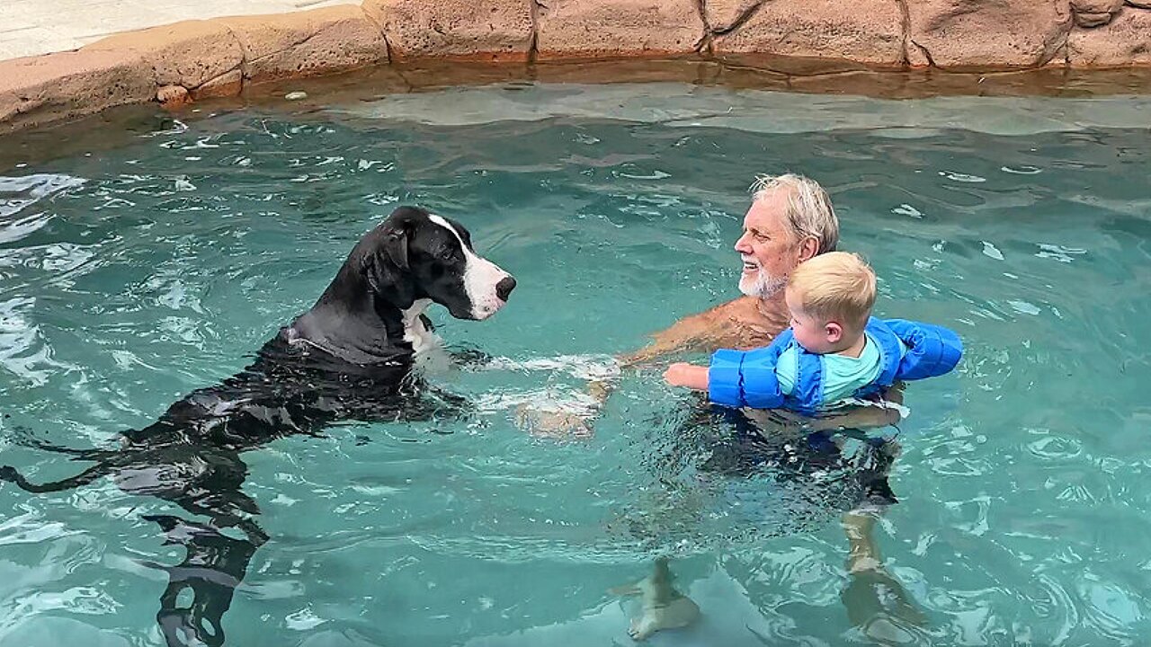 Protective Great Dane Checks Out Toddlers Water Wings Float Coat