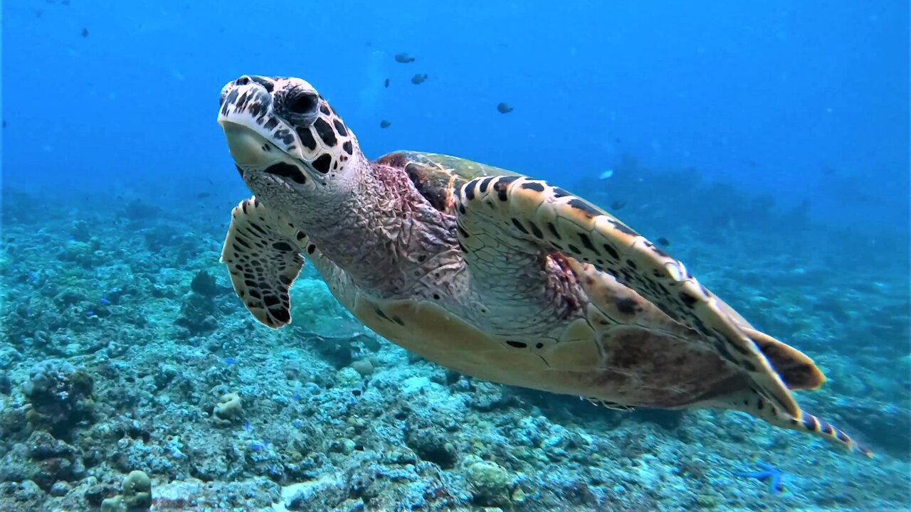 The most beautiful sea turtle in the ocean is the critically endangered hawksbill