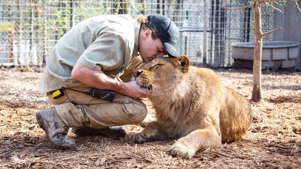 Im A Lion Dad To 4 Lions and Ligers | BEAST BUDDIES