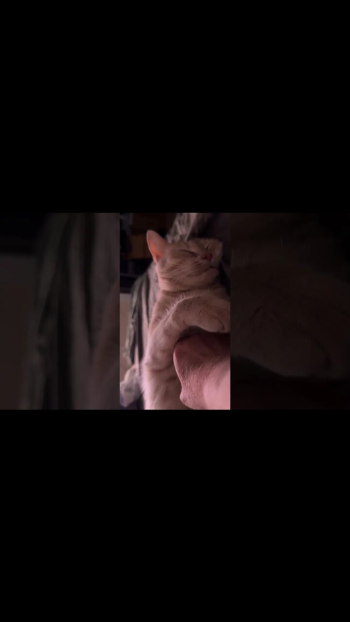 60 seconds of Mr Dink Doo belly rubs #cats