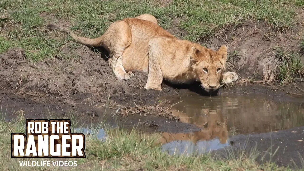 Thirsty Young Lion | Lalashe Maasai Mara Safari