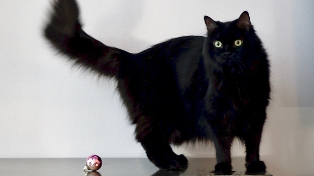Heres Why Cat Owners Cant Decorate For Christmas
