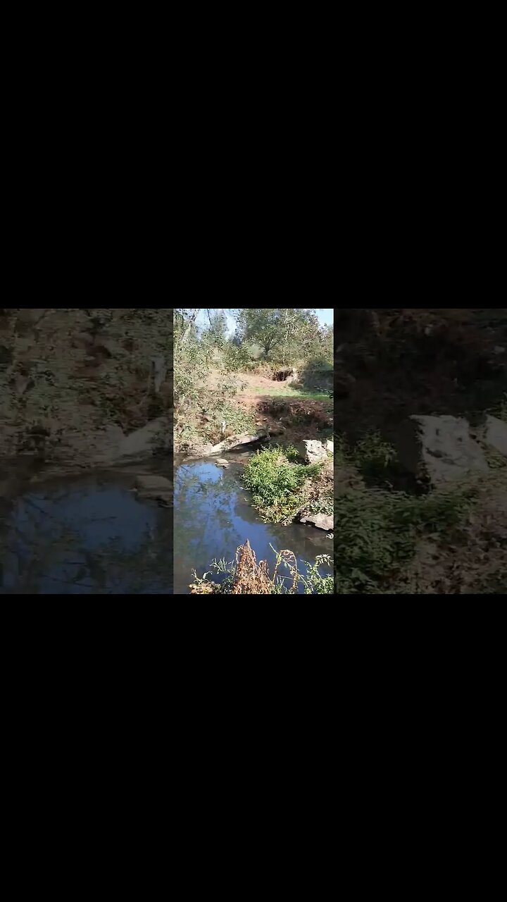 Verde do Leça