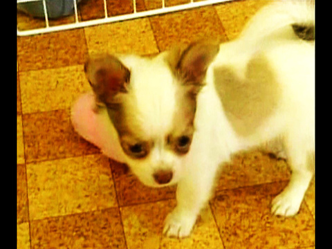 Puppys Fur Has Heart Shape