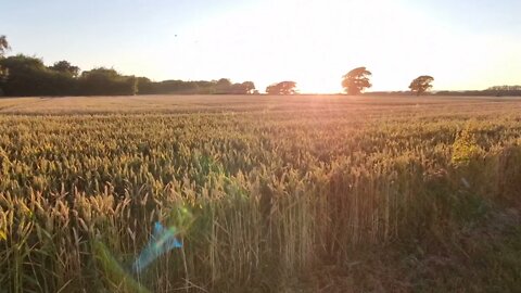 2 minutes of calm relaxation watching a wheat field as the sun goes down.