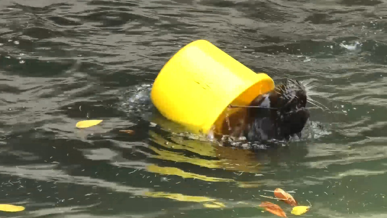 Cheeky sea lion steals caretakers bucket to play with it