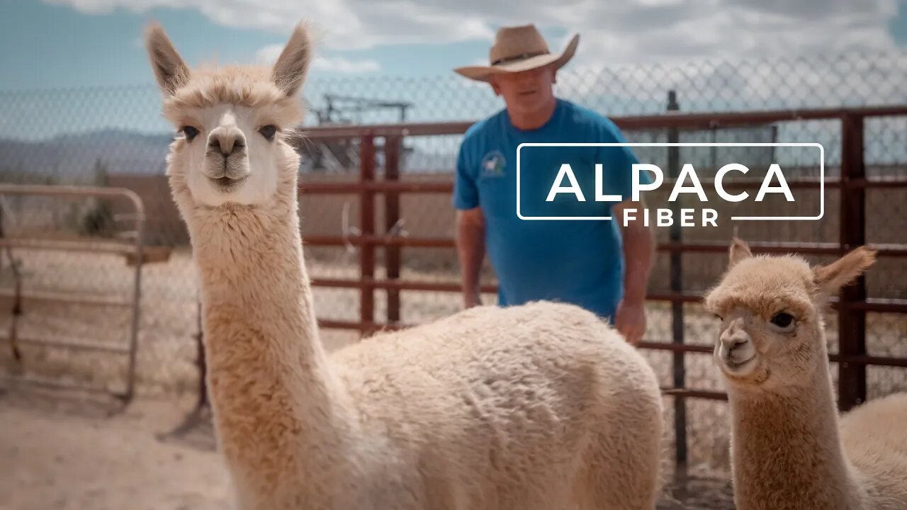 Alpaca Wool Fiber of the Gods | PARAGRAPHIC