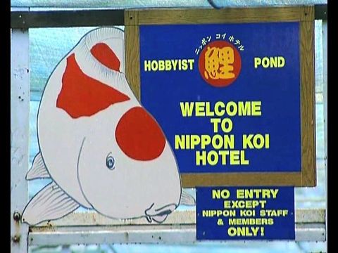 Fish Hotel