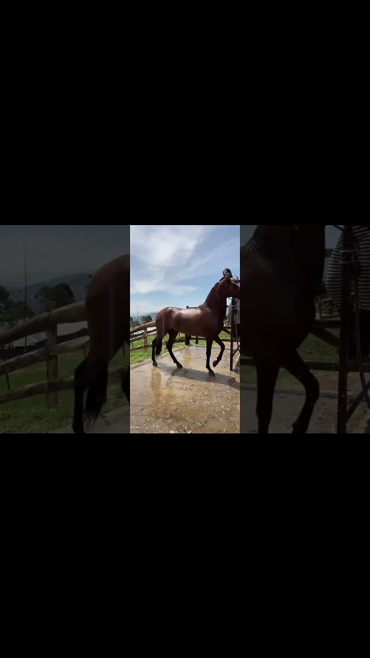 bigo horse girl