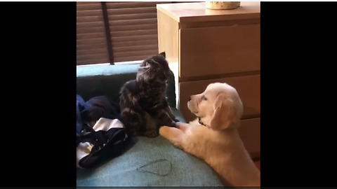 Puppy And Kitten Boxing Match Set To Rocky Theme Song