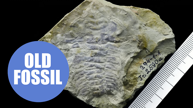 Worlds oldest eye discovered in 530 million year old fossil