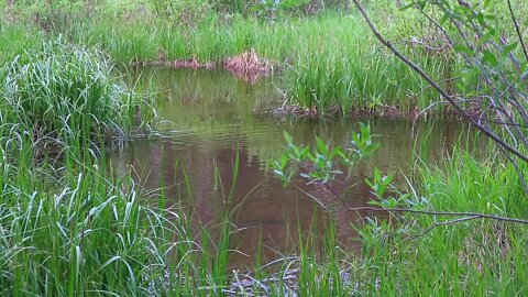 60 Seconds in Nature: Baby Brook Trout Feeding