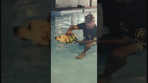 Paralyzed Dog Learning to Swim at the Ridgeside K9 Aquatics Center