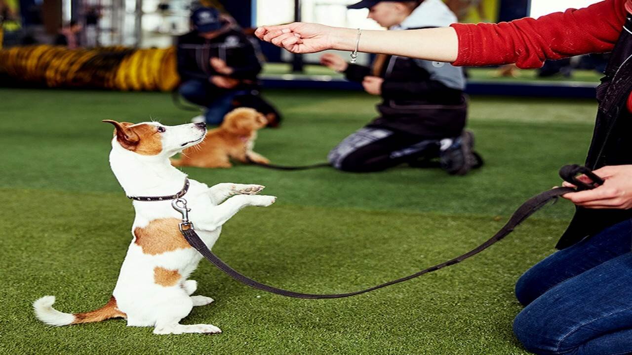 DOGs TRAINING VIDEO AS THEY ARE TRAINED AT TRAINIG CENTER