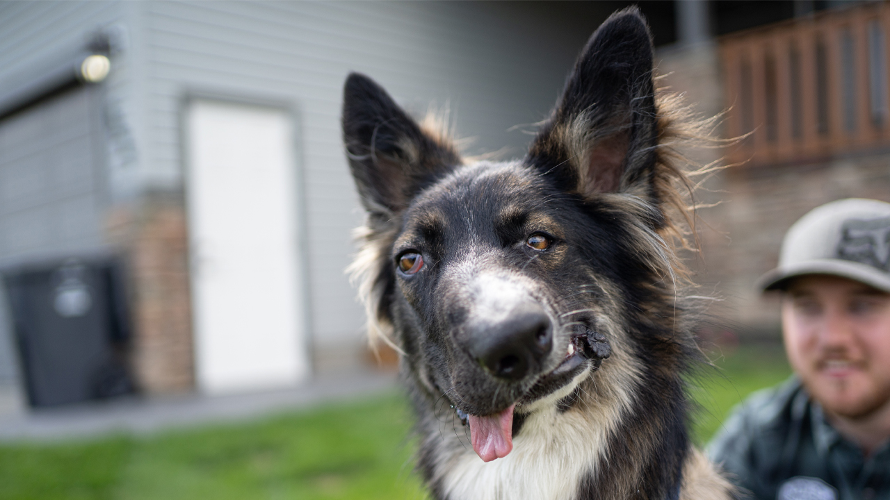 Brodie The Wonky Faced Dog Proves Its Okay To Be Different | BIG DOGZ