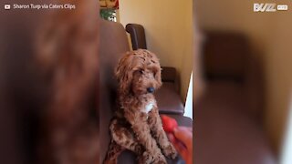 Cachorro rejeita morango como se fosse gente
