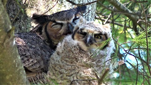Devoted mother great horned owl cuddles and grooms her baby