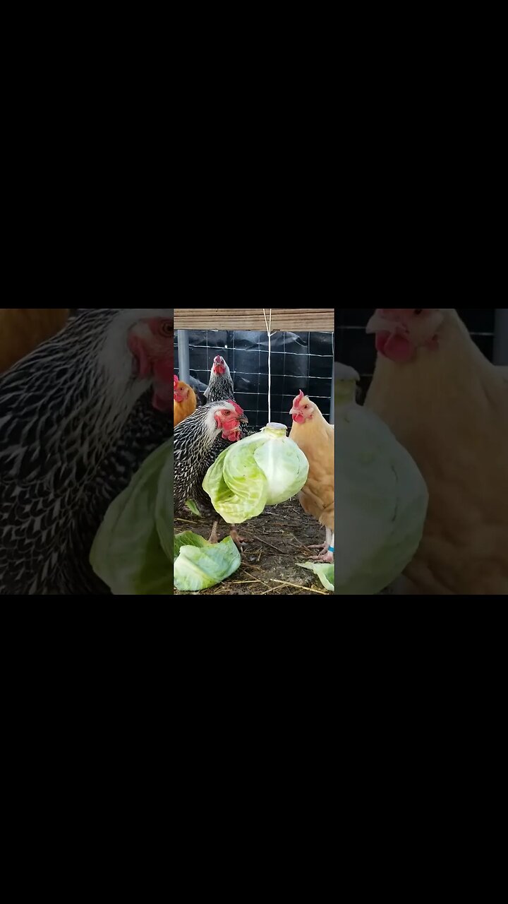 Boredom Buster & Enrichment Feeding for Chickens & Ducks #shorts