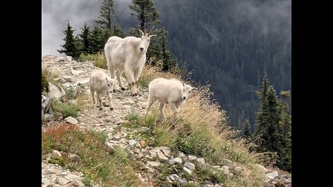 Day 86-89 Pacific Crest Trail 2024 - Snoqualmie Pass to Kendall Katwalk... and Mountain Goats!