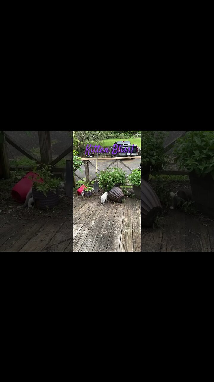 1 Minute of Kitten Bliss! 🐈‍⬛#shorts #kitten