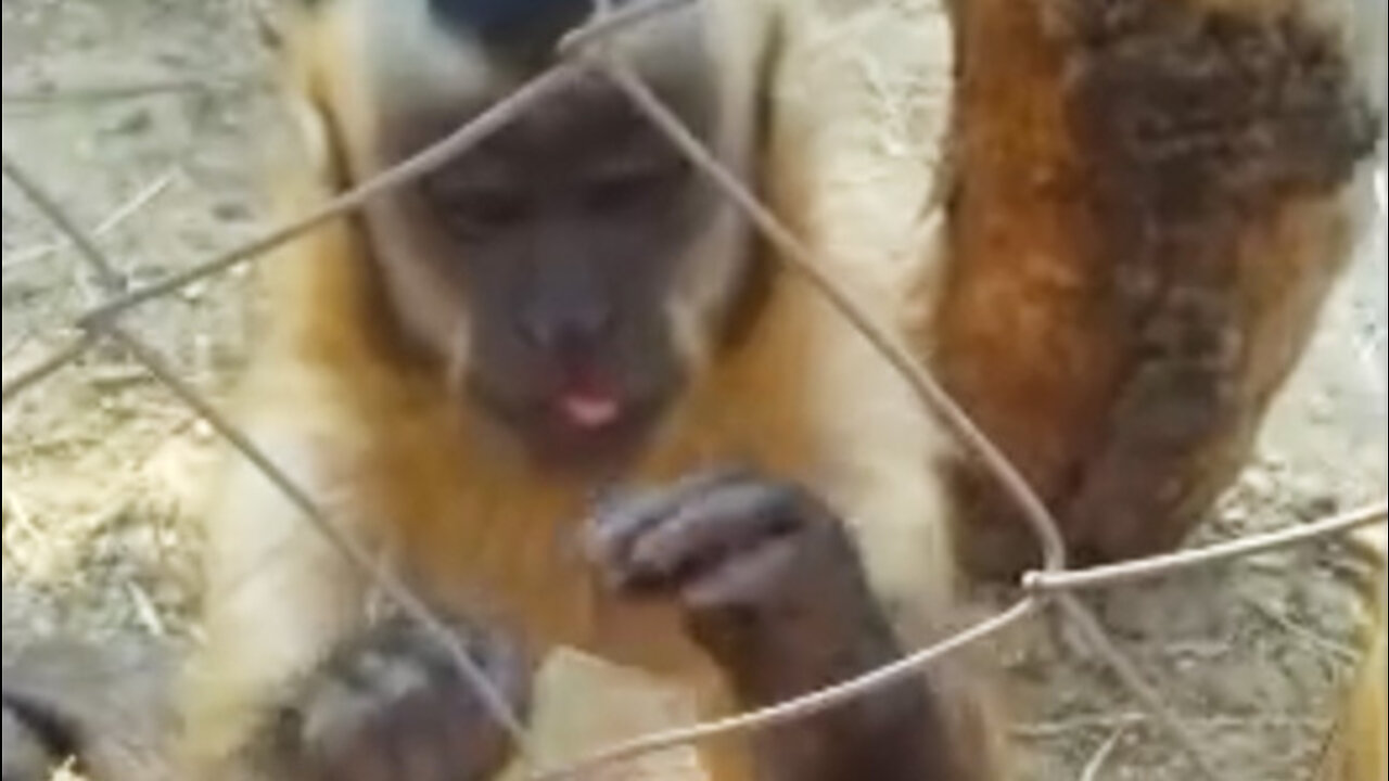 5 Animals Who Cant Hide Their Disdain for People