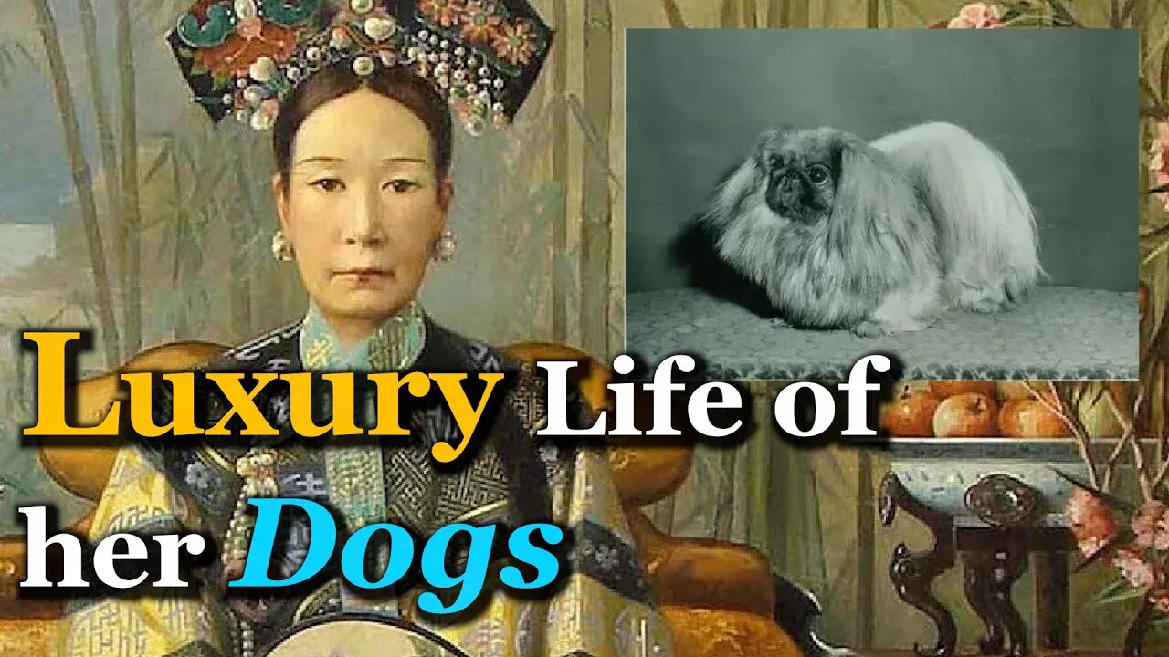 How Luxurious was Empress Dowager Cixis Dogs?