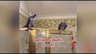 Einstein parrot teaches his plush toy how to wave