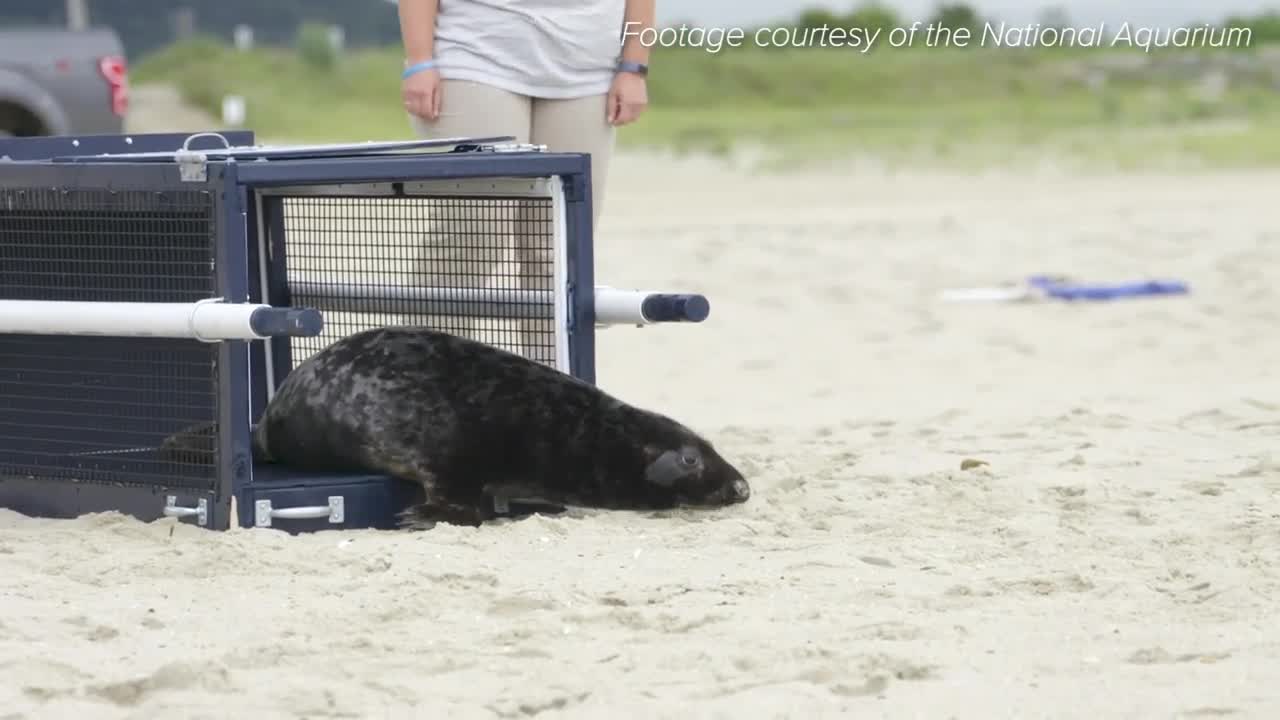 Abandoned seal back in the wild after being rehabbed by the National Aquarium