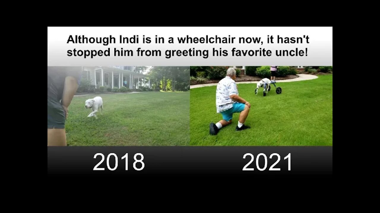 A Special-Needs Dogs Inspiration Story
