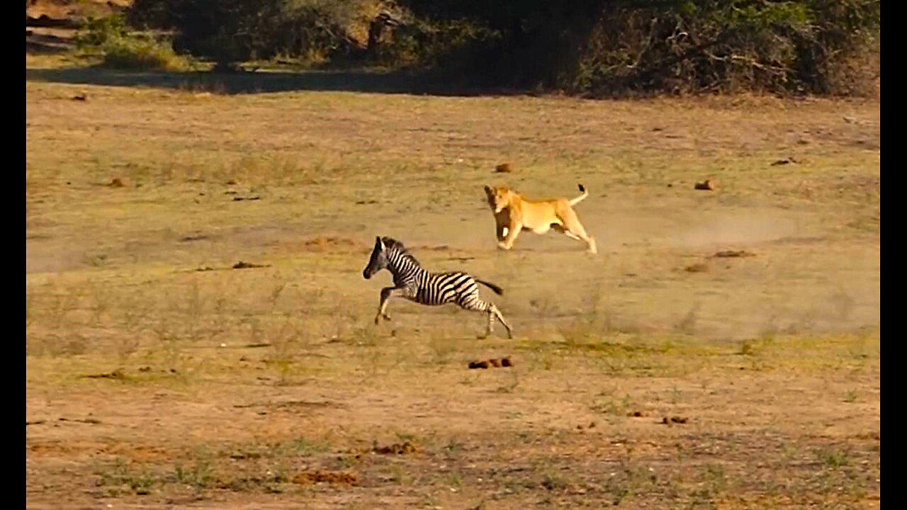 Baby zebra outsprints lion during hunt