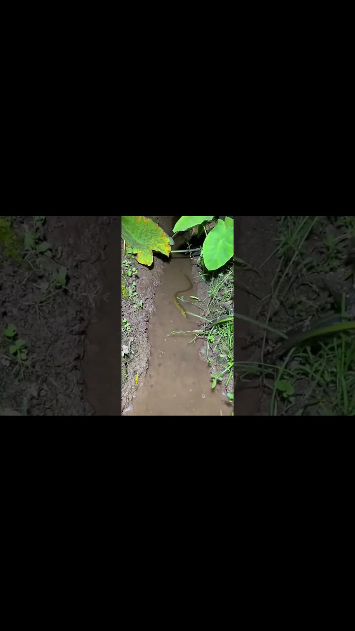 Que bicho é esse gente? 😱