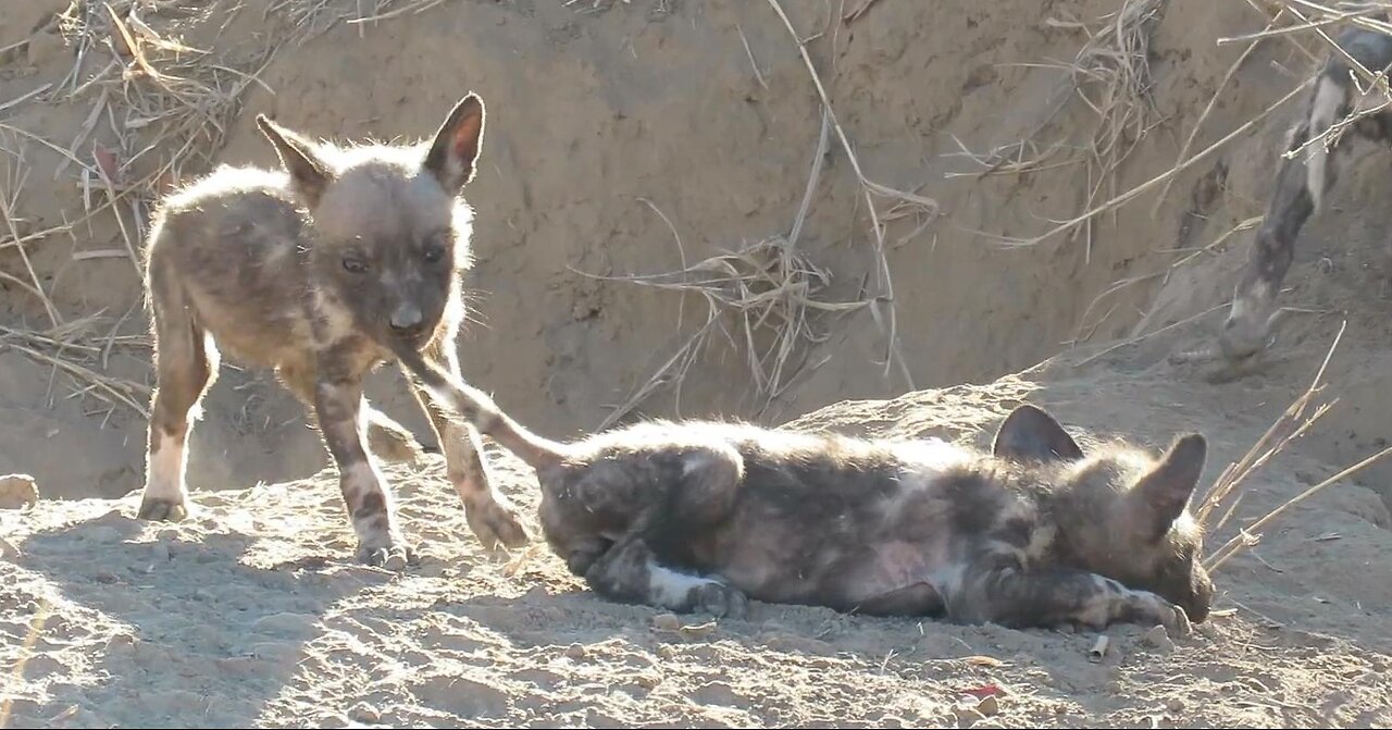 Adorable wild dog puppy loves biting his brothers tail