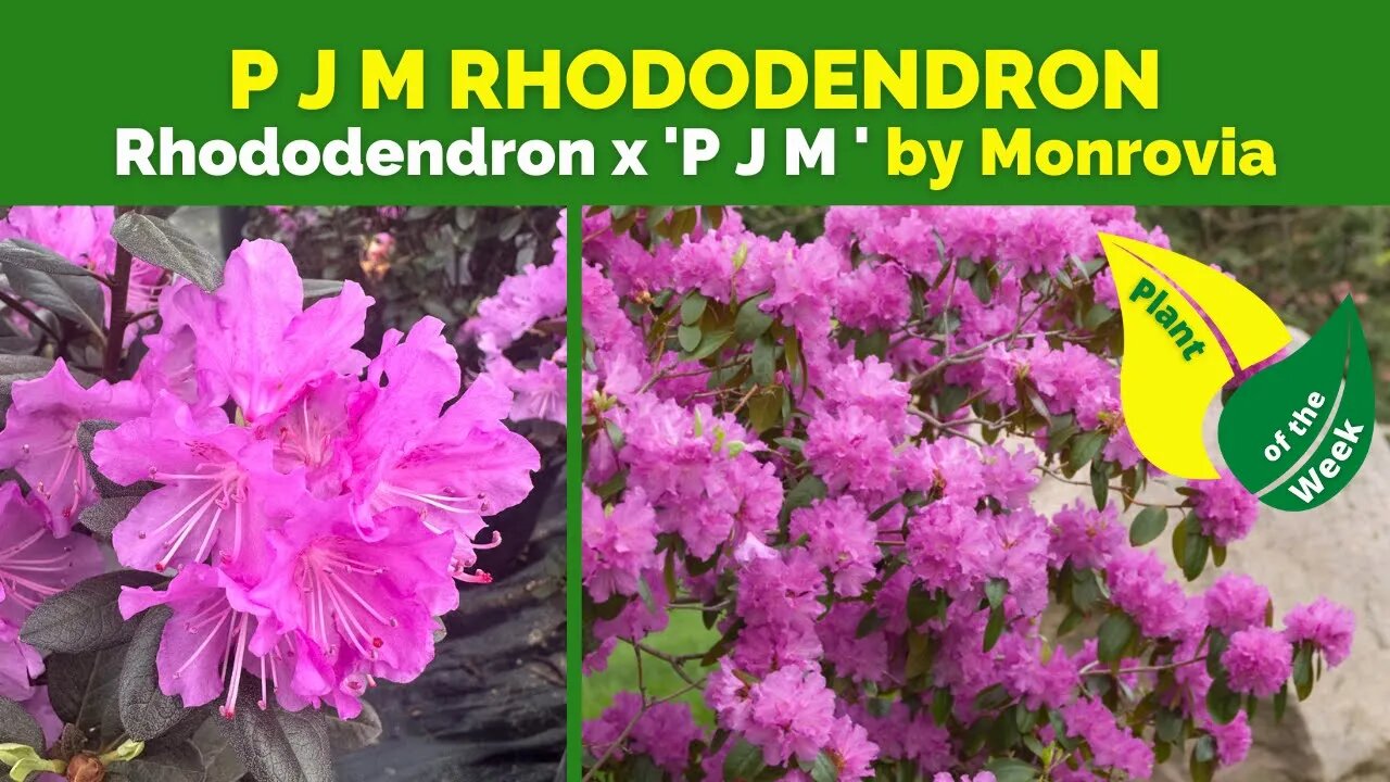 P J M RHODODENDRON | Rhododendron x P J M  By Monrovia