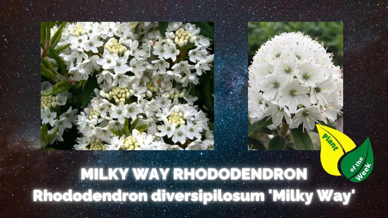 MILKY WAY RHODODENDRON | Rhododendron diversipilosum Milky Way