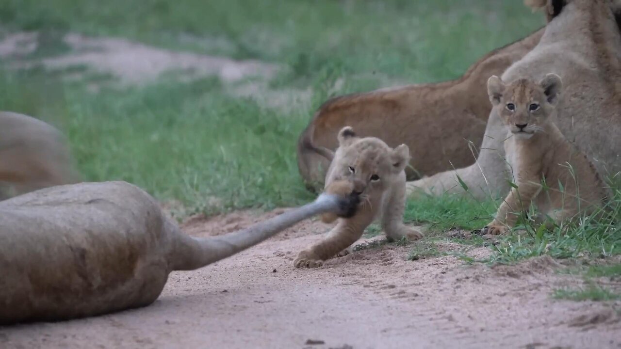 Watch cute baby lions playful antics with mothers tail