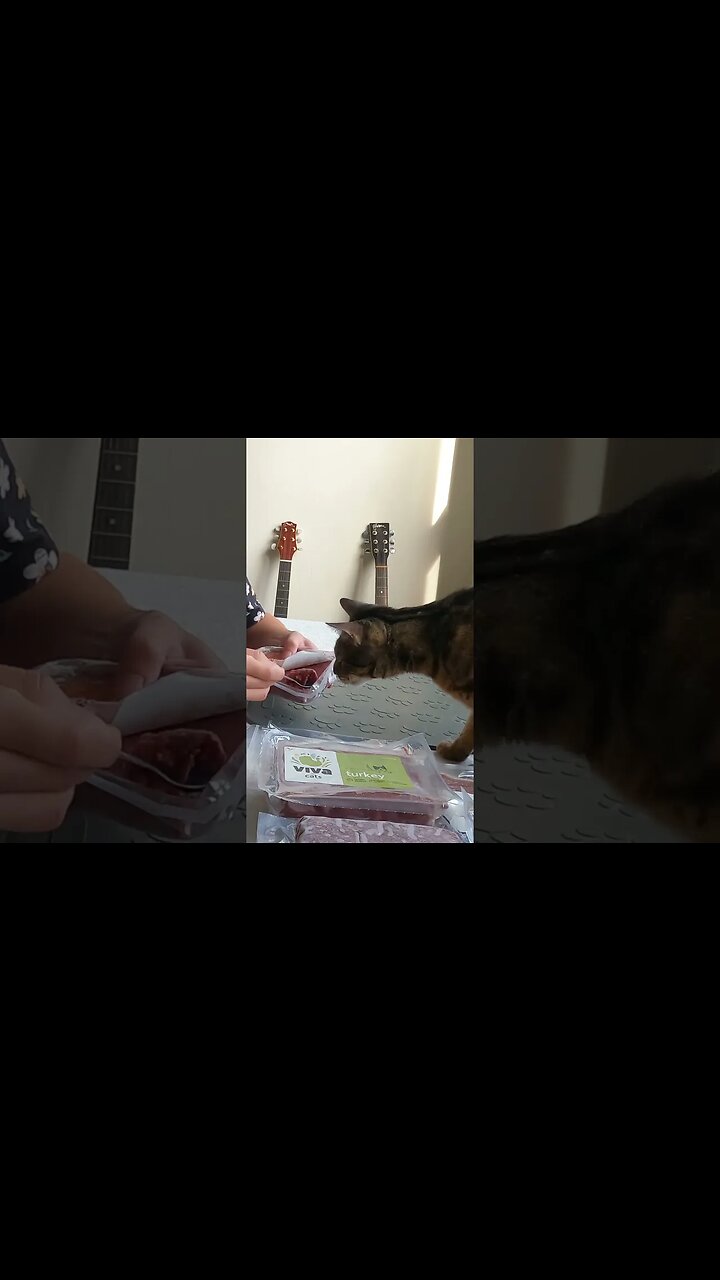 My favorite raw cat food has a new protein #shorts