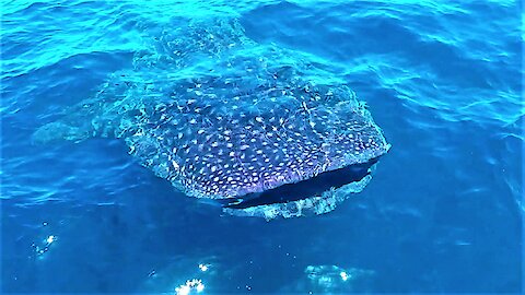 Whale Sharks Surround Boat In The Open Ocean
