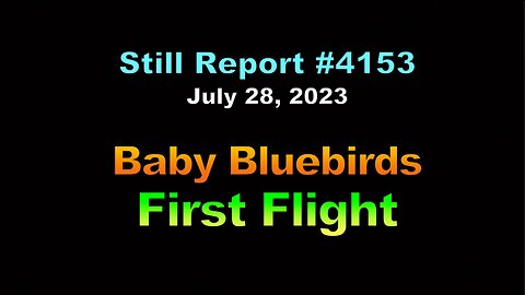 4153, Baby Bluebirds Leave the Nest, 4153