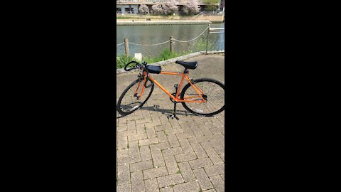 Fuji Feather Orangegold