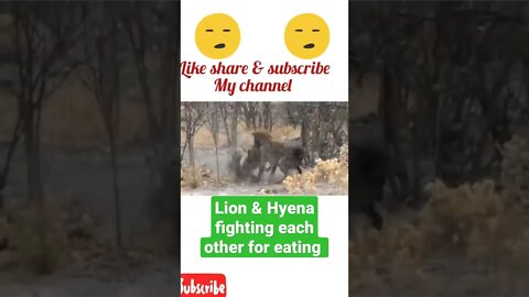 Lion & Hyena fighting each other for eating $ #shorts #youtubeshorts