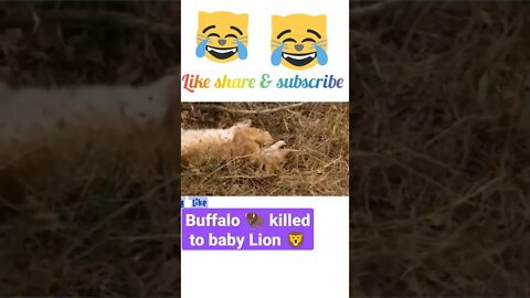 Buffalo 🦬 killed to the baby lion 🦁#shorts #youtubeshorts #shortsfeed