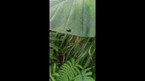 The ladybug is lying on the leaf lazily enjoying the wonderful sunshine life. It is really enviable
