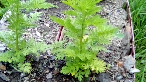 4 Artemisia annua in a basket on a windy day